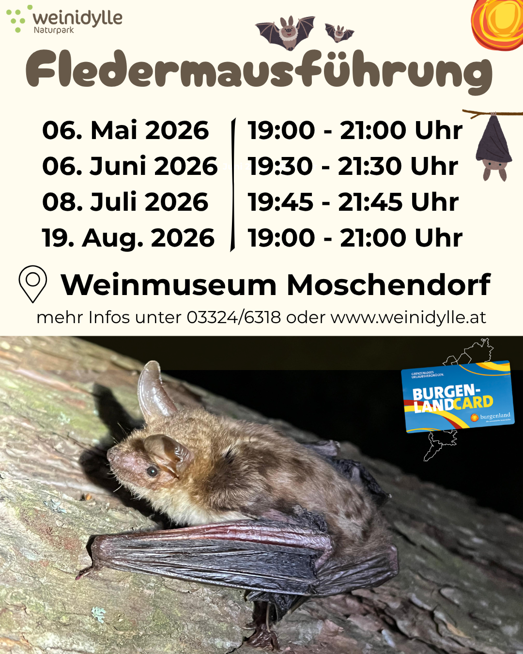 Fledermaus 1